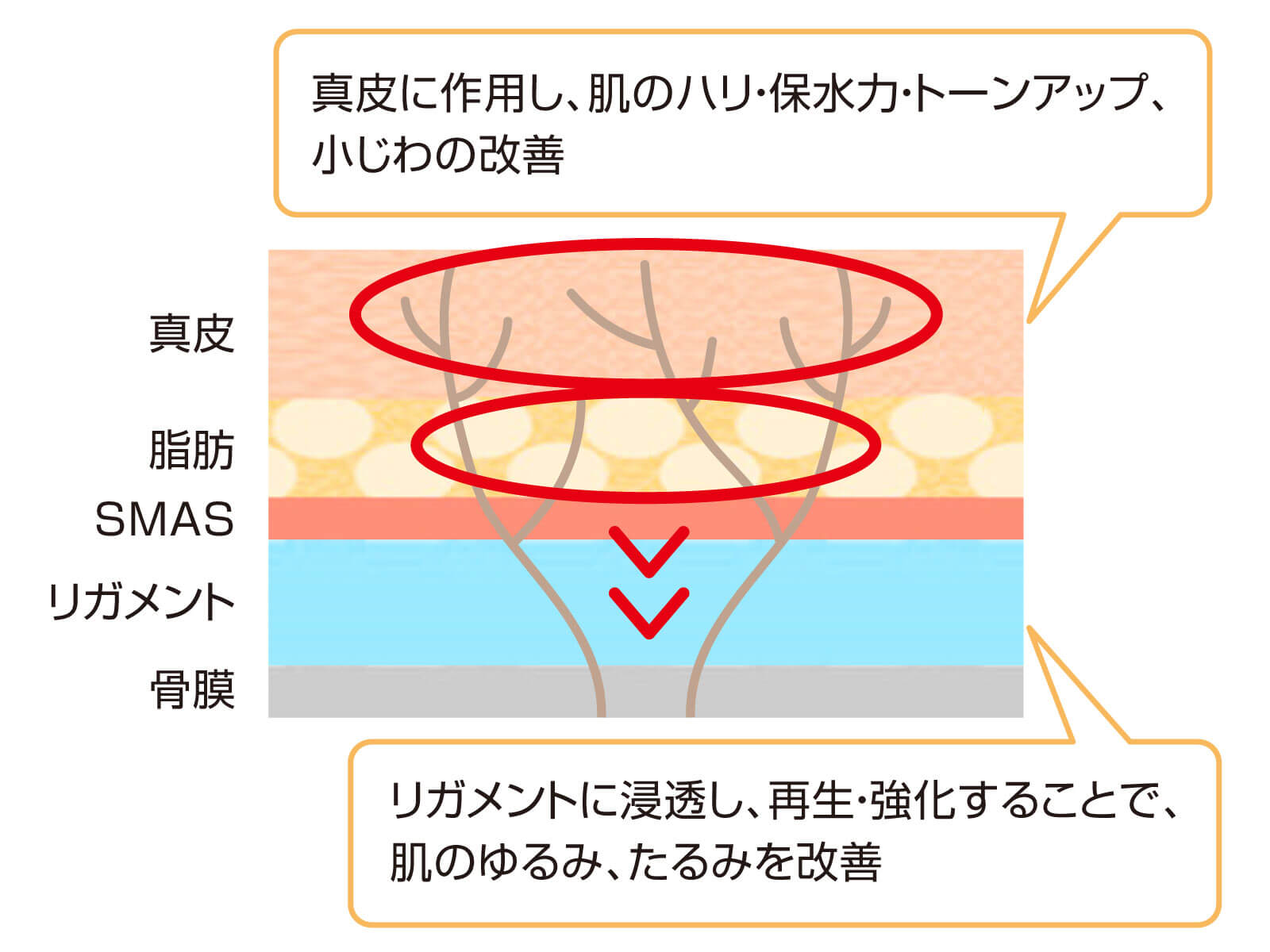 肌の断面図・支持靭帯 イラスト